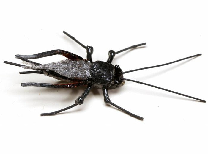 TOMSU'S SUPREME CRICKET CUTTER