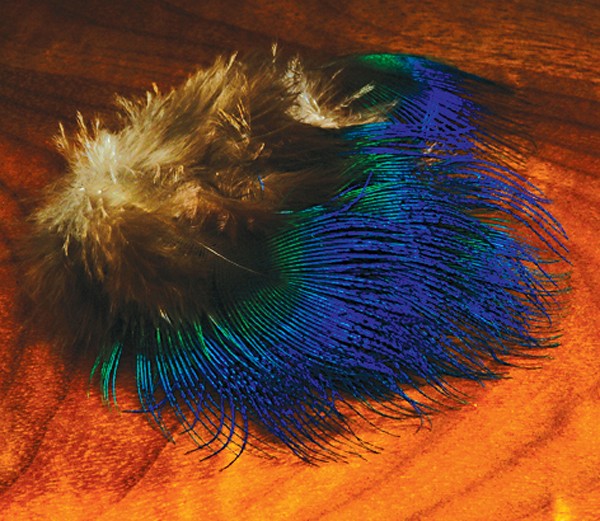 Peacock Neck Feathers