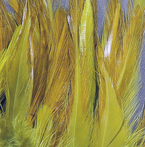 SADDLE HACKLE 5-7"" WHITE dyed